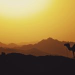 silhouette of camel